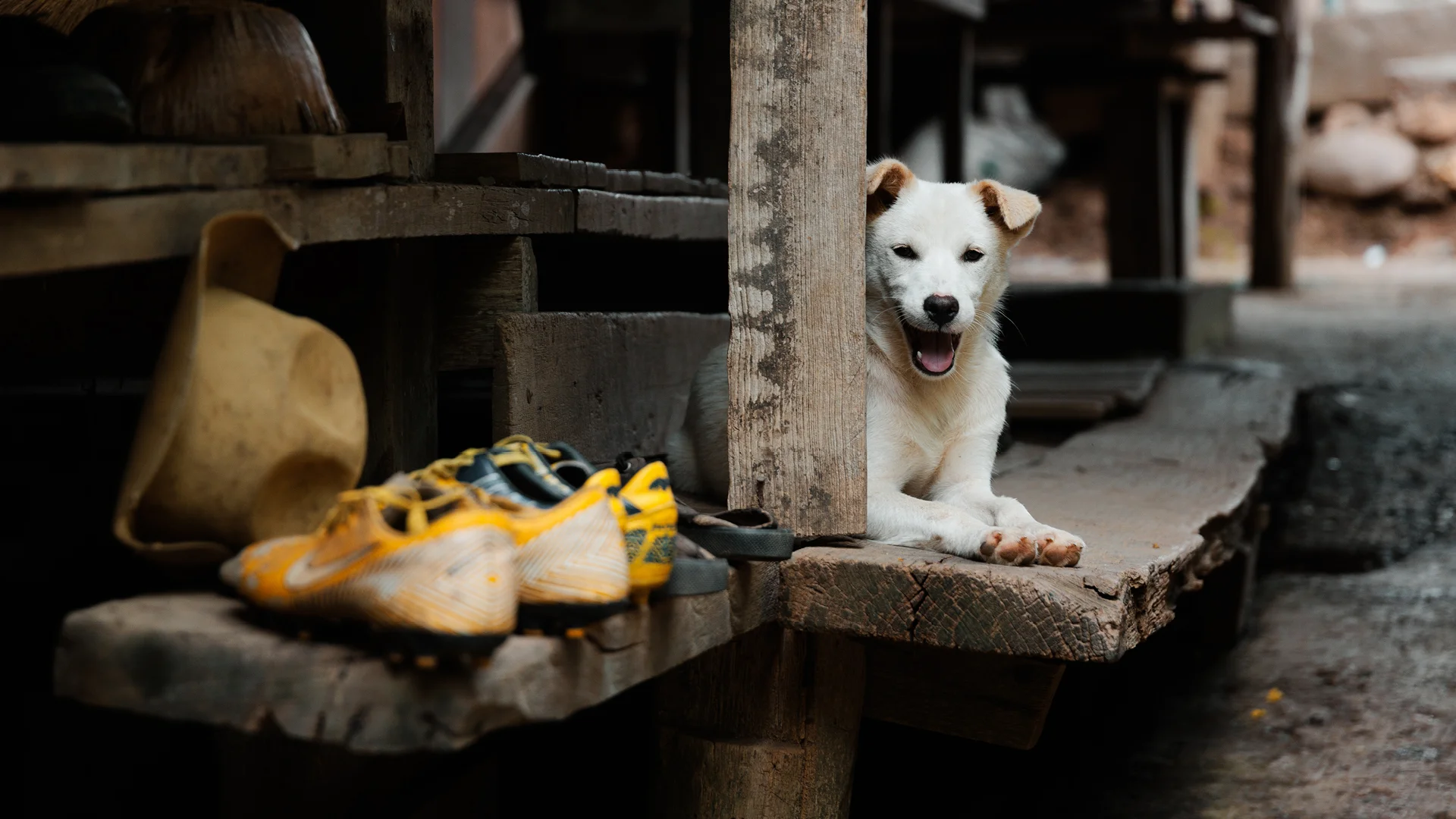 Dog in the street of Huay Pu Keng