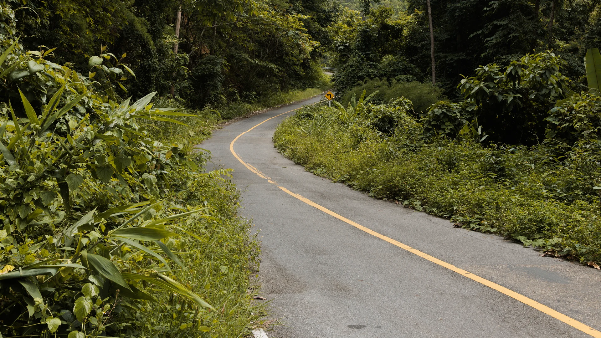 Overgrown road in the Mae Hong Son loop, close to the village of Huay Pu Keng