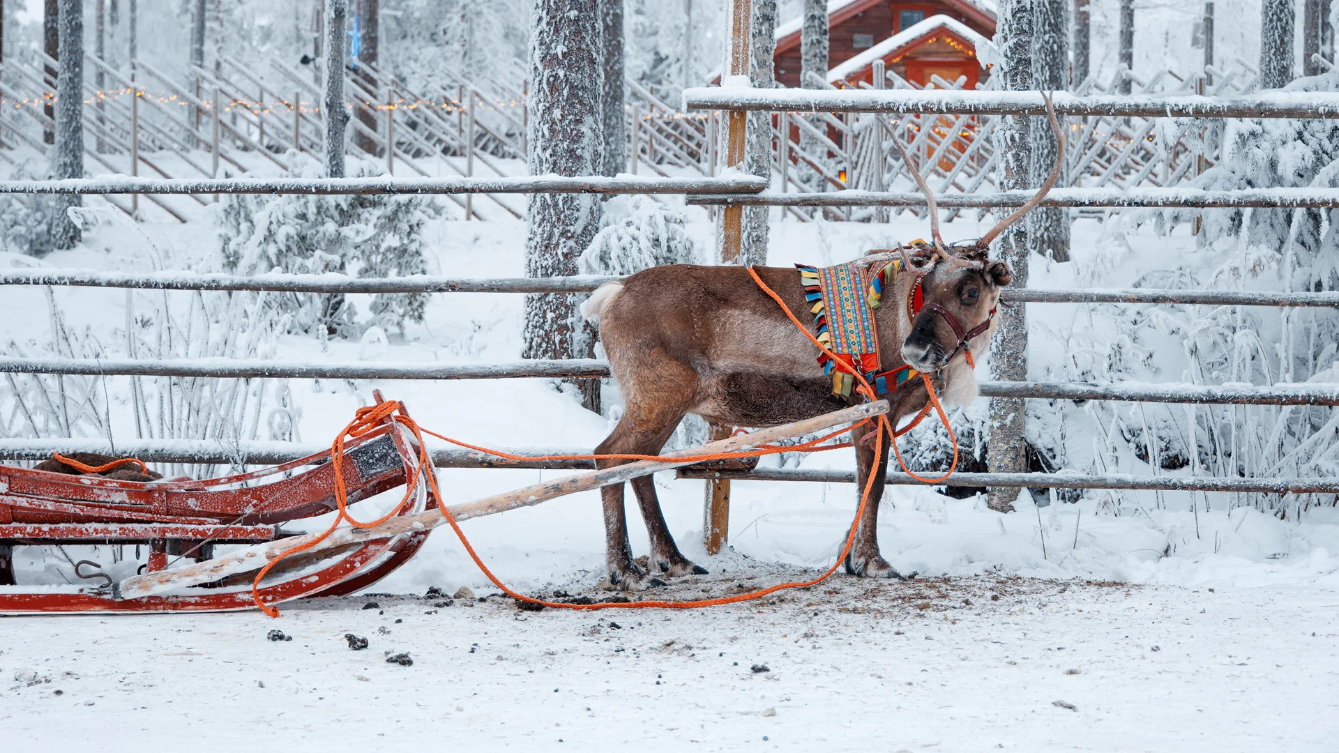 Rudolf the Reindeer in the snow around Santa Claus office in Lapland