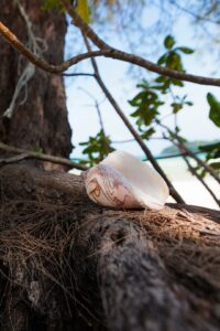 Sea shell and tree on the beach