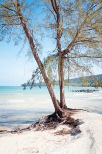 Tree on clearwater bay in Koh Rong Sanloem