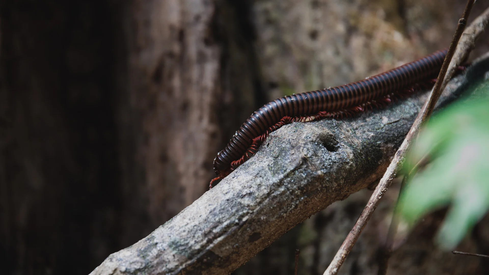 centipede inside of of the jungle of Koh Rong Sanloem
