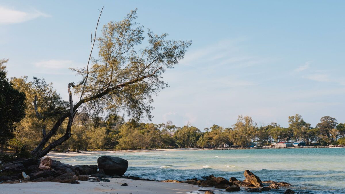 Tree on clearwater bay, Koh Rong Sanloem