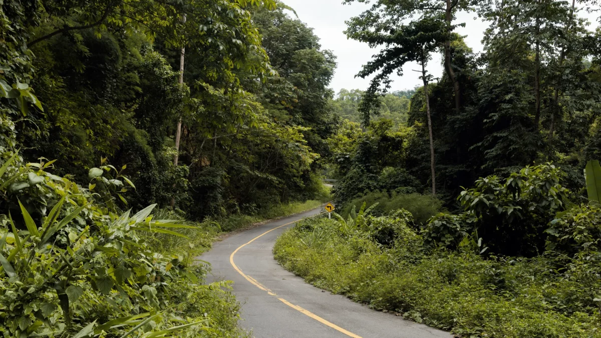 Road slowly eaten by the trees on the way to huay Pu Keng, Thailand