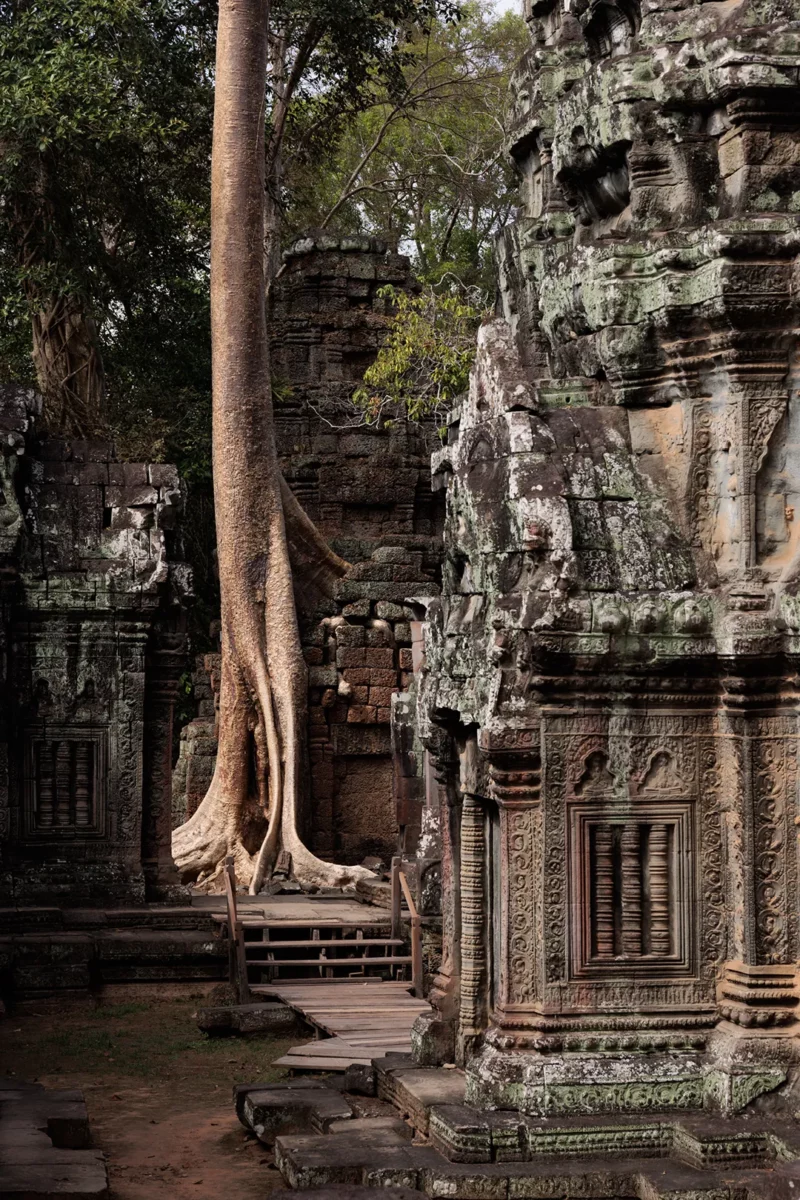 Massive tree keep the temple together, Angkor wat, Siem Reap Cambodia