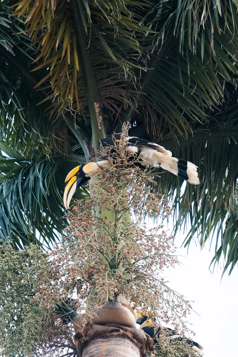 Giant Hornbill on a palm tree in Phnom Penh Cambodia