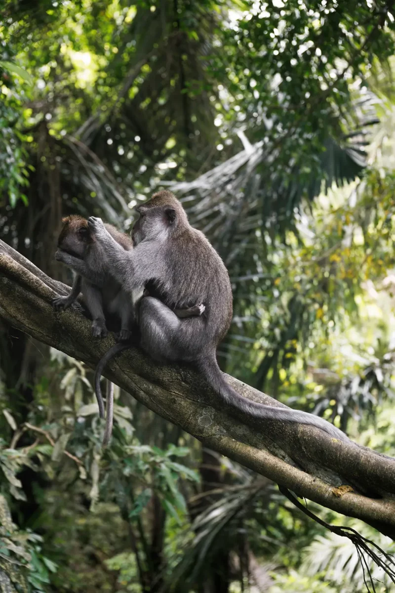 Mother monkey grooming her kid, monkey forest Ubud