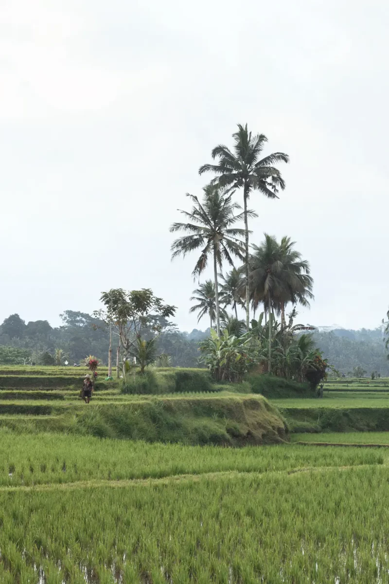 Man working in a green rice field, Bali Indonesia