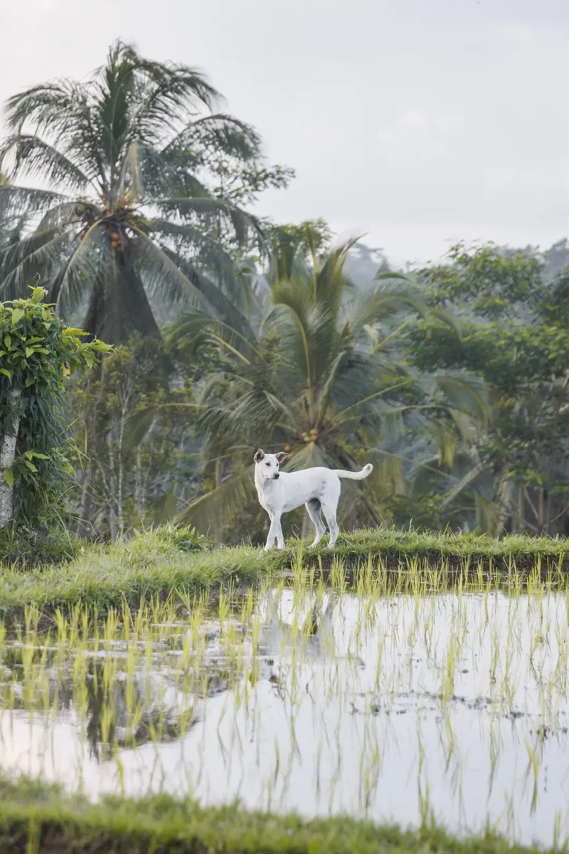 Balinese dog (Kintamini dog) in a rice field