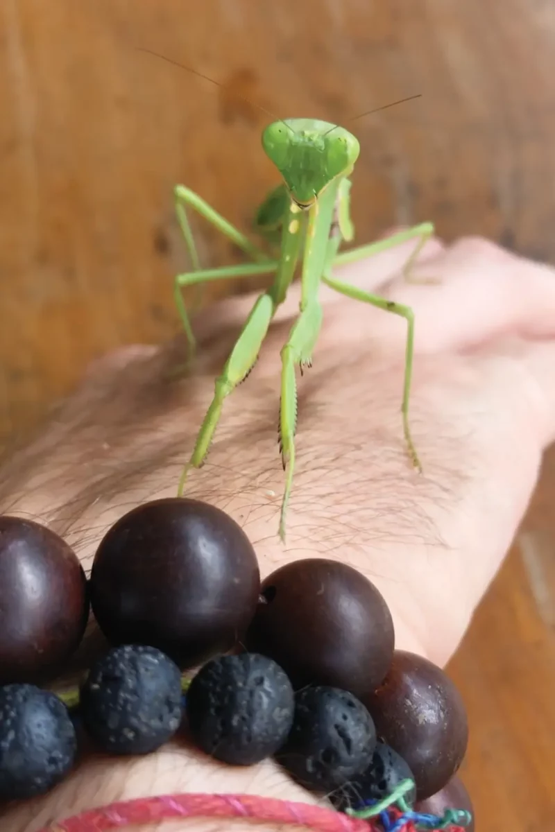 praying mantis