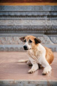 Street dog in wat svay pagoda - Siem Reap neighbourhood