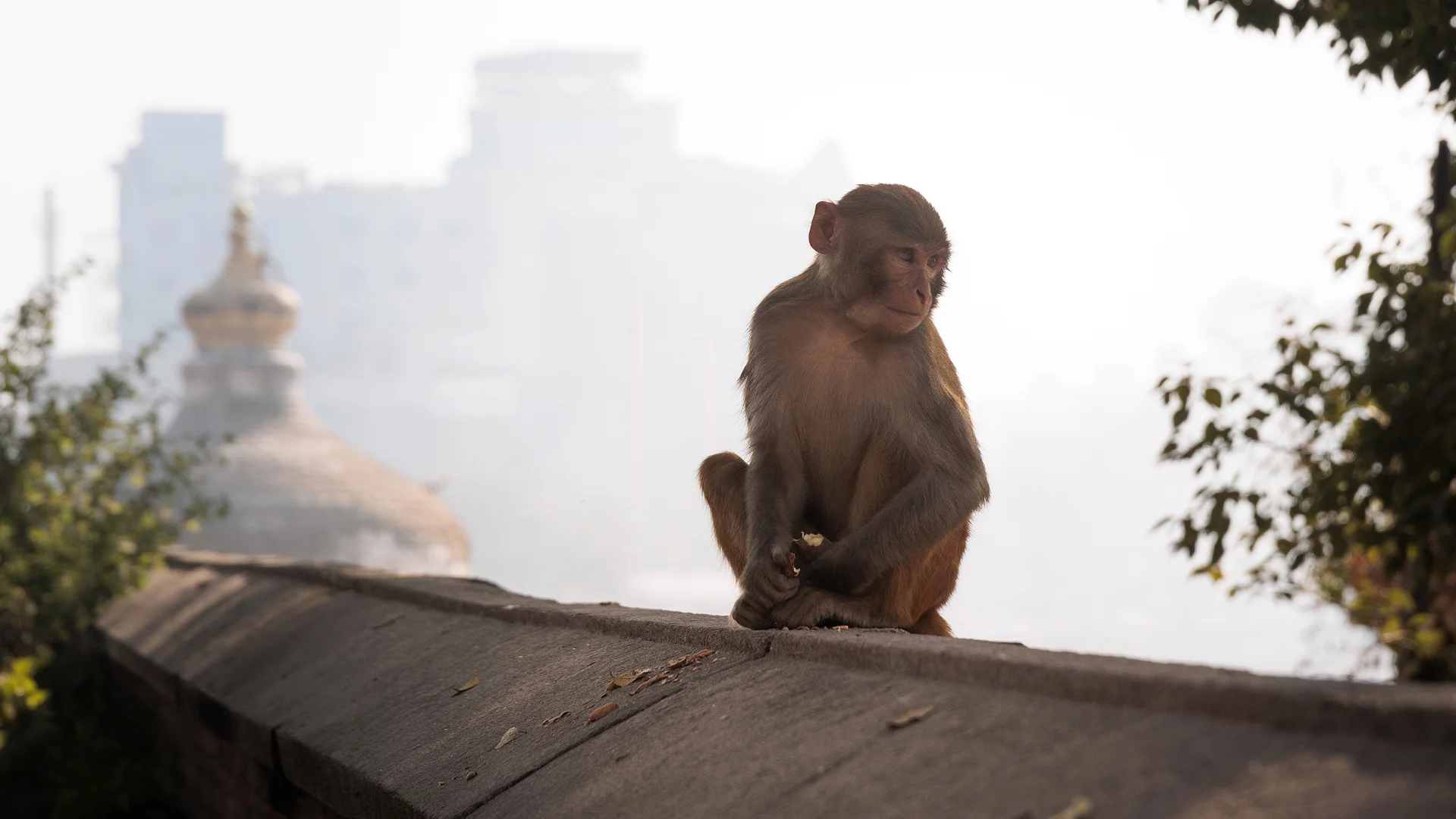 Monkey in Kathmandu Nepal