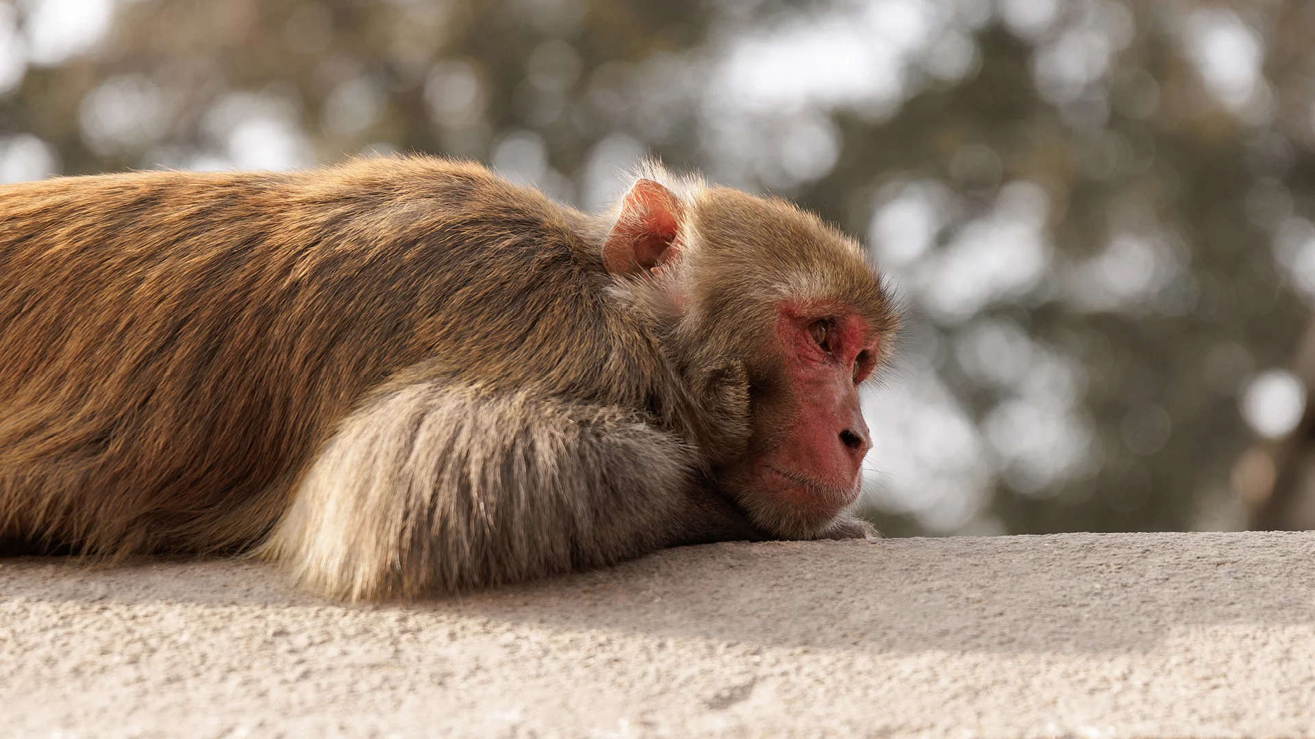 Monkey taking a rest, Kathmandu Nepal