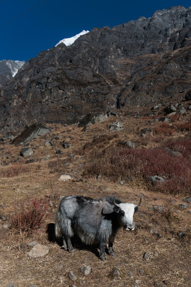 Yak Langtang Valley, Nepal