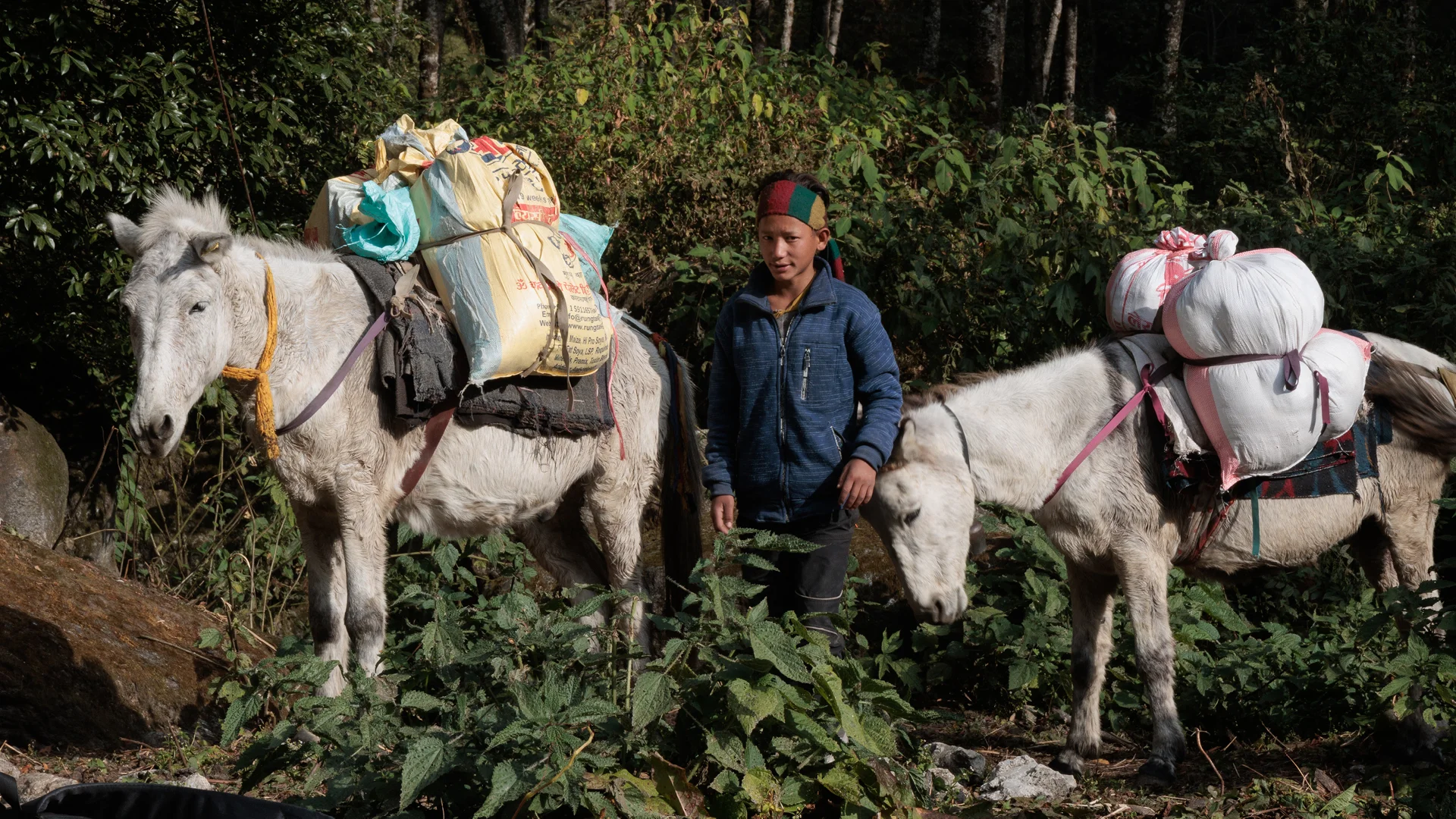 Young Nepali boy with his donkey close to Lama hotel in Langatng Valley