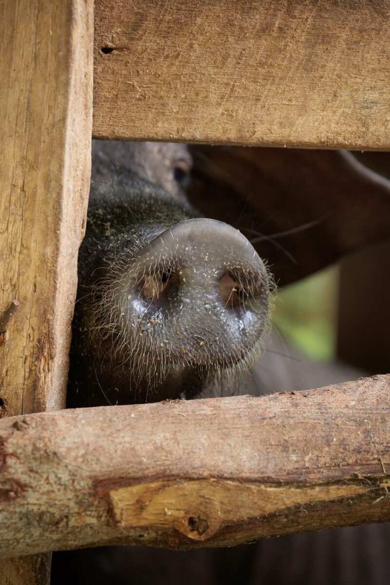 Pig snouth