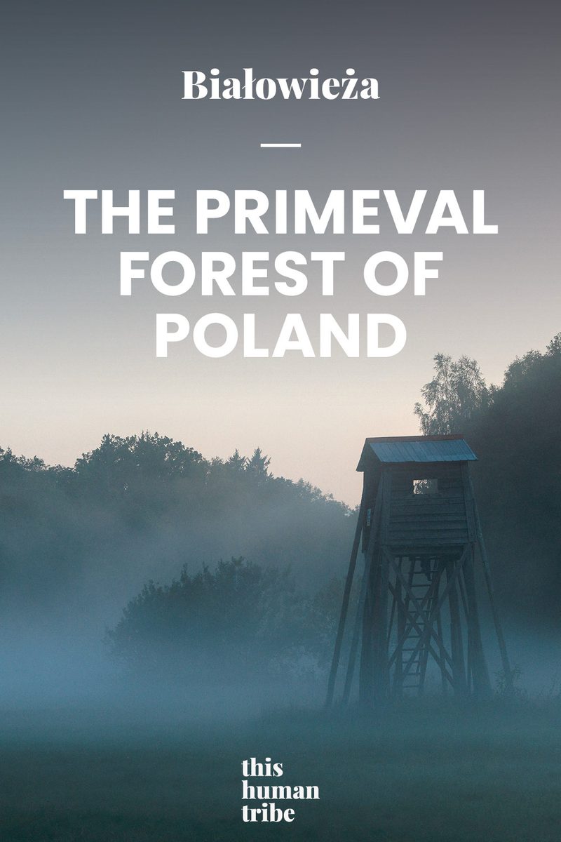 Pin Białowieża forest