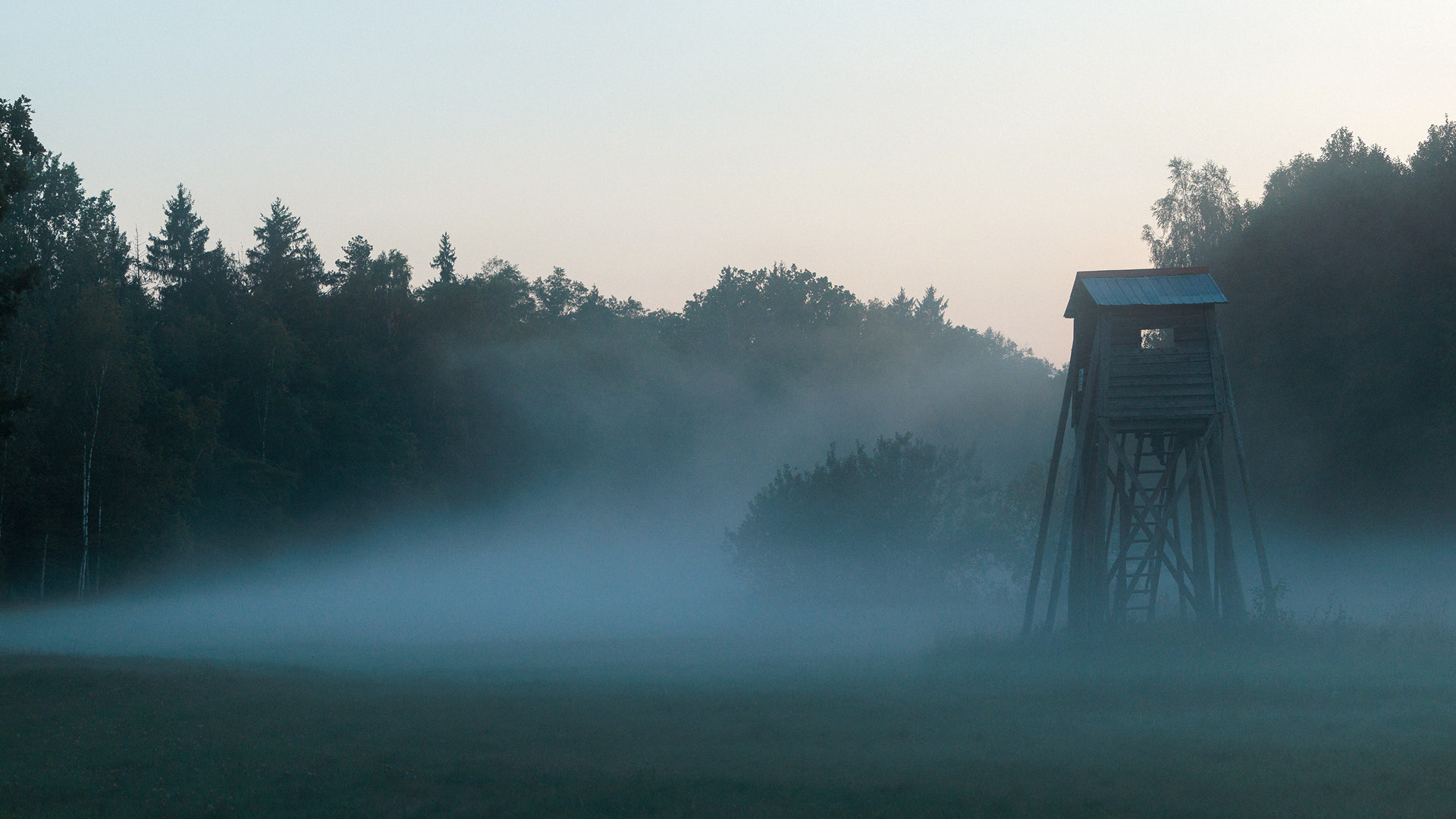Morning fog in Białowieża primeval forest of Poland
