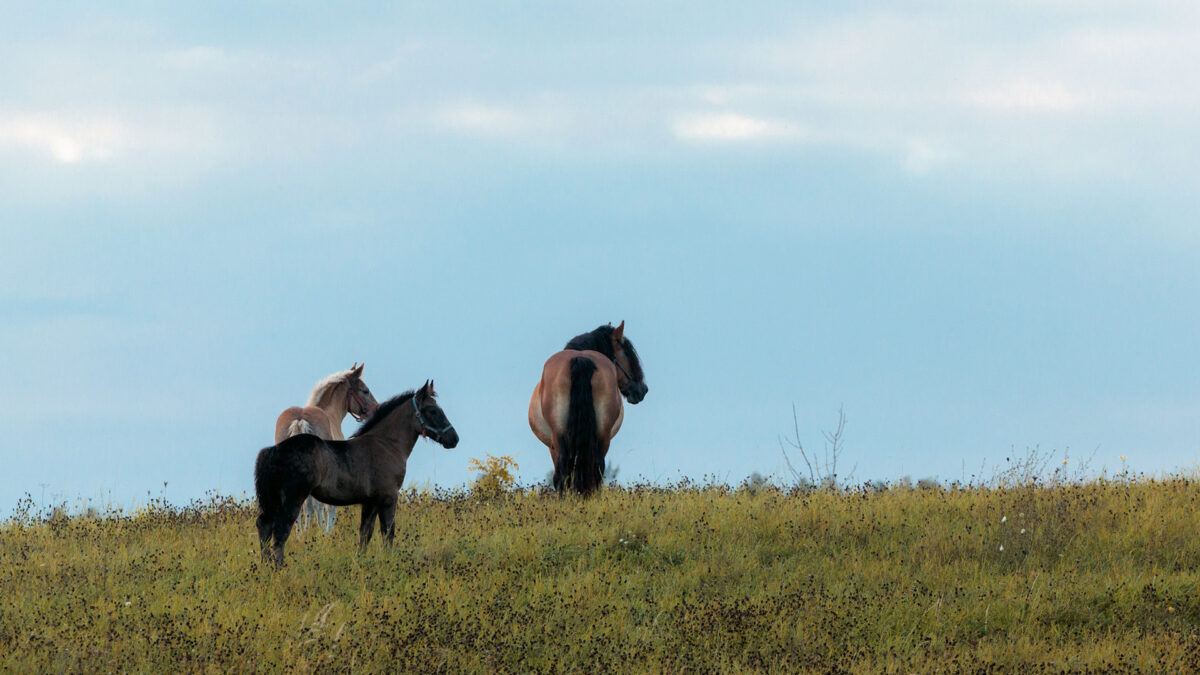 Horse in a hill near the Primeval forest of Poland