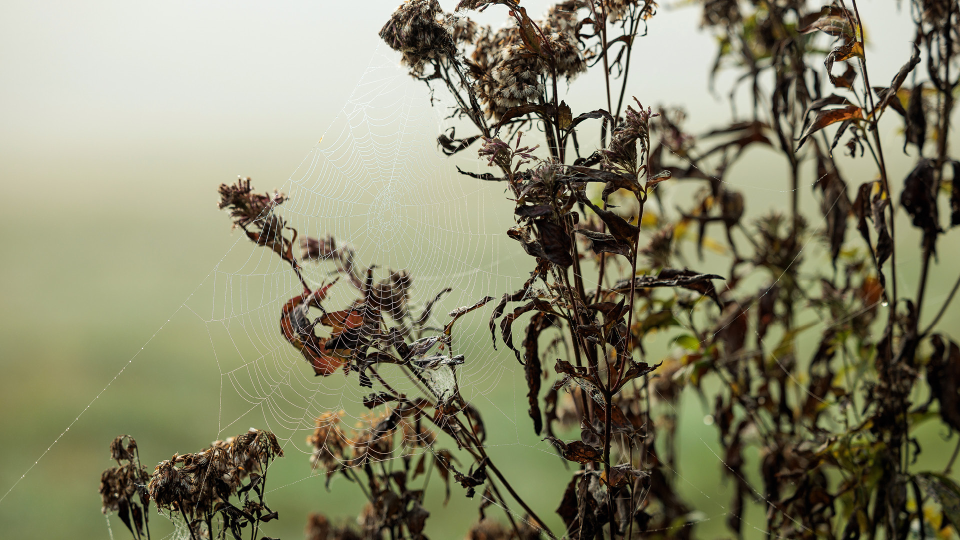 detail photo of a spider web - poland