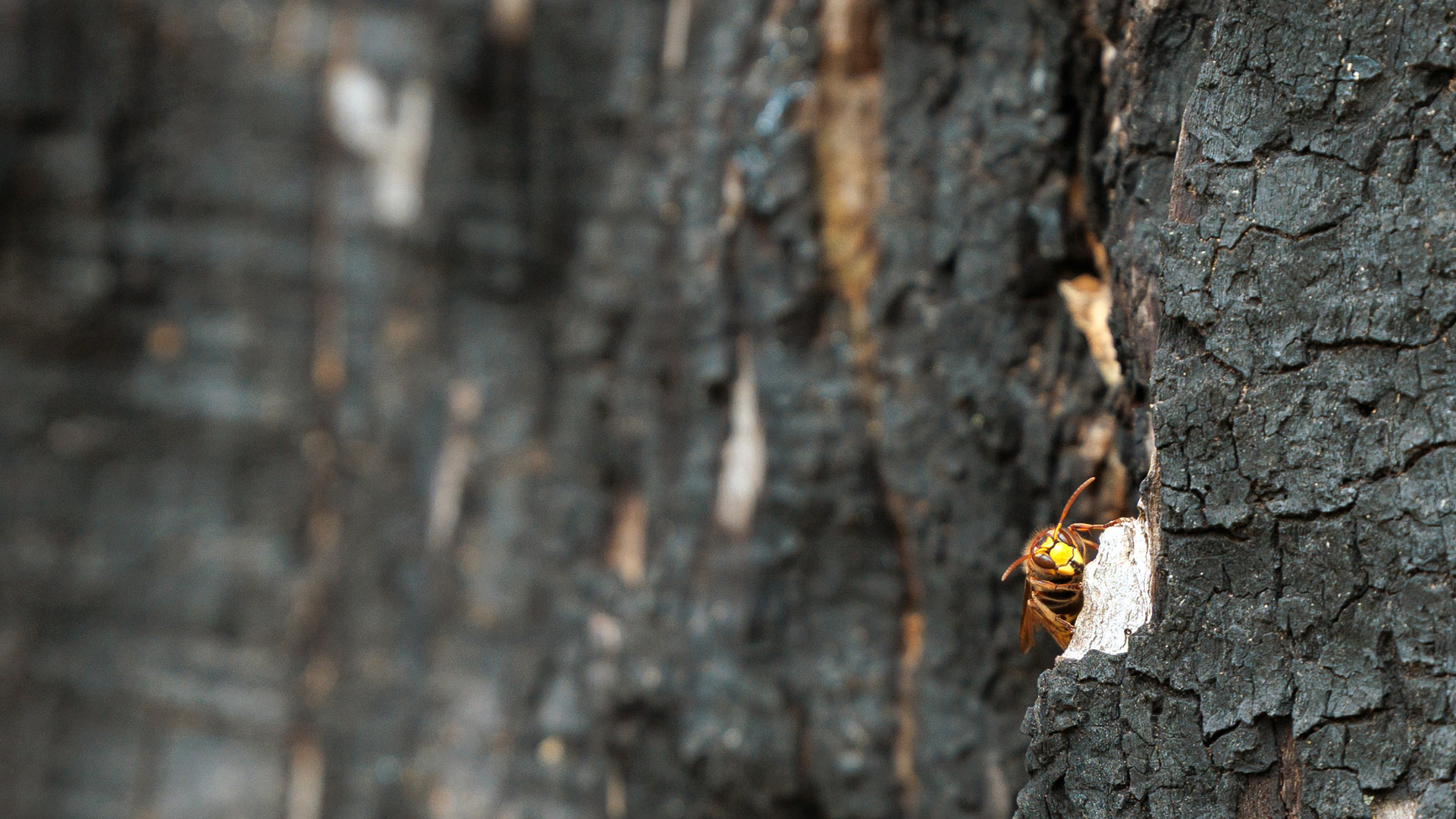 close up photo of a wasp