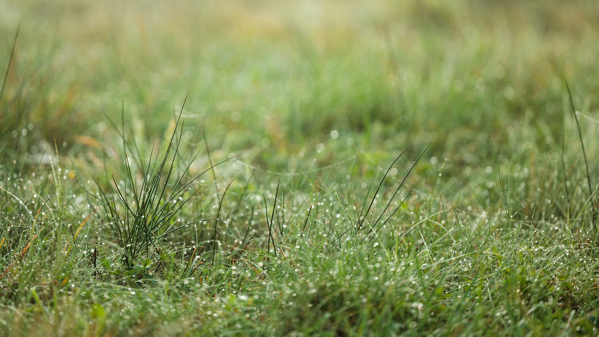 detail photo of grass in the morning
