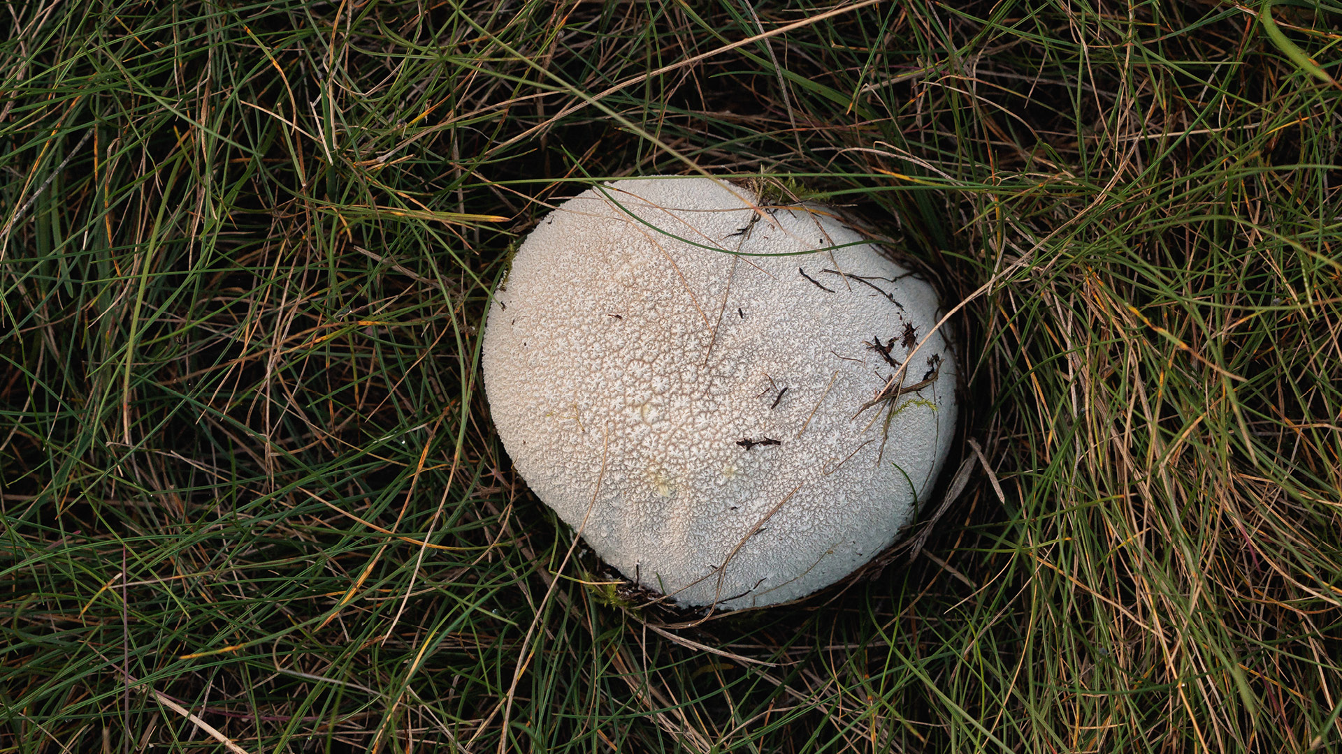 detail of a mushroom in a prairy