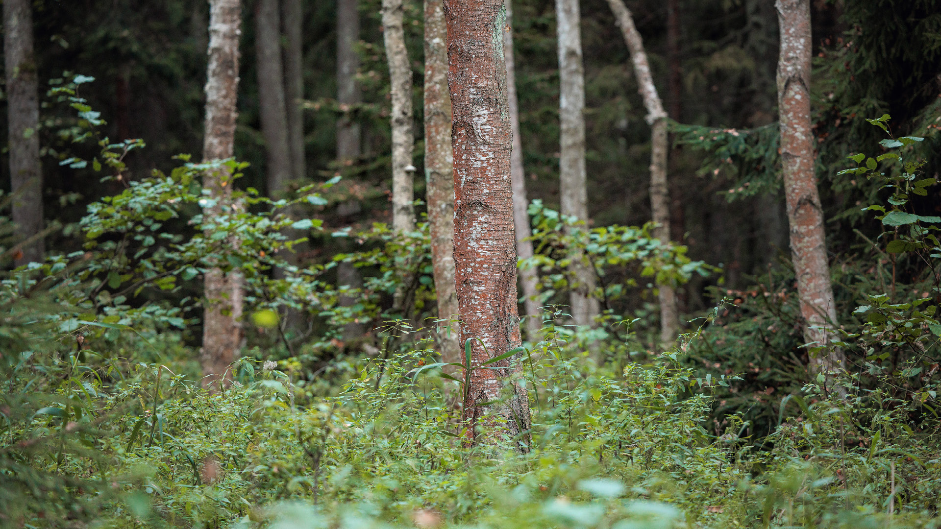 trees of the Białowieża primeval forest of Poland