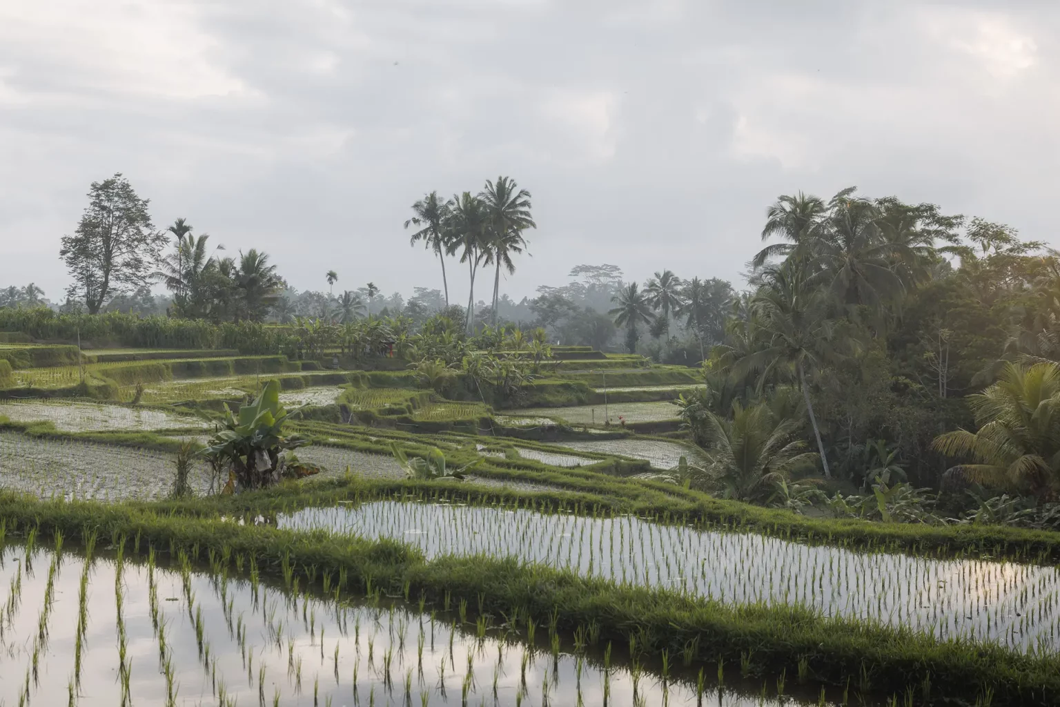 Rice terrasse in the hearth of Ubud Bali, indonesia