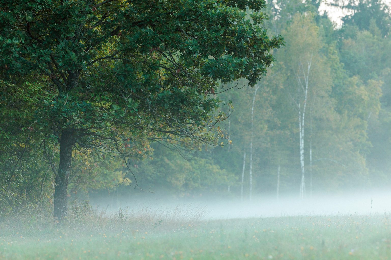 fog in the prairy in the wild Primeval forest of Poland